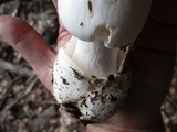 Amanita amerivirosa image