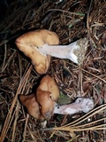 Gyromitra infula image