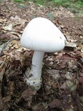 Amanita amerivirosa image