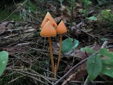 Entoloma quadratum image
