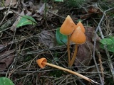 Entoloma quadratum image
