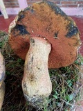 Boletus michoacanus image