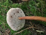 Austroboletus gracilis image
