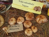 Armillaria mexicana image
