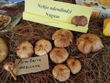 Armillaria mexicana image