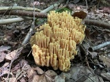 Ramaria flava image