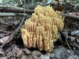Ramaria flava image