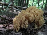 Ramaria flava image