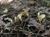 Spathulariopsis velutipes image