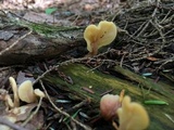 Spathulariopsis velutipes image