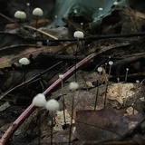 Marasmius capillaris image