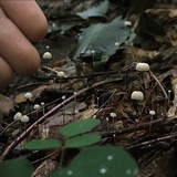 Marasmius capillaris image