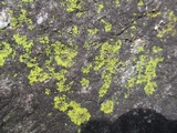 Candelaria concolor image