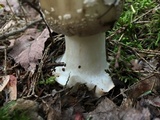 Amanita brunnescens image