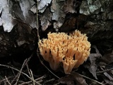 Ramaria formosa image