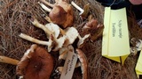 Rhodocollybia maculata image