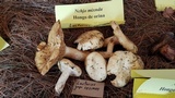 Lactarius resimus image