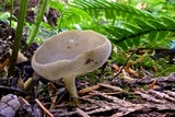 Helvella macropus image