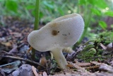Helvella macropus var. brevis image