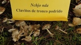Clitocybula lacerata image