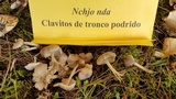Clitocybula lacerata image