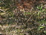 Peltigera extenuata image