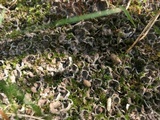 Peltigera extenuata image