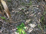 Peltigera extenuata image