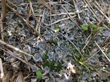 Peltigera extenuata image
