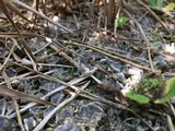 Peltigera extenuata image