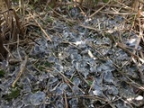 Peltigera extenuata image