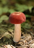 Xanthoconium purpureum image