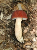 Xanthoconium purpureum image
