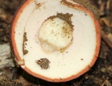 Xanthoconium purpureum image