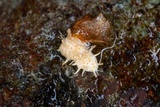 Hypocreopsis macrostoma image
