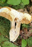 Xanthoconium affine image
