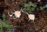Hypocreopsis macrostoma image