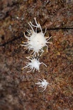 Hypocreopsis macrostoma image
