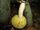 Xanthoconium affine image