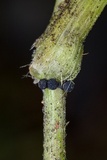 Balansiopsis gaduae image
