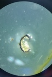 Balansiopsis gaduae image