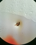 Balansiopsis gaduae image