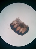 Balansiopsis gaduae image