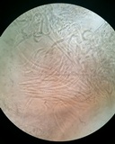 Balansiopsis gaduae image