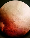 Balansiopsis gaduae image