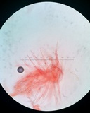 Balansiopsis gaduae image
