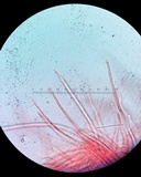 Balansiopsis gaduae image