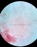 Balansiopsis gaduae image