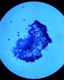 Balansiopsis gaduae image