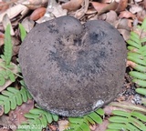 Tylopilus griseocarneus image